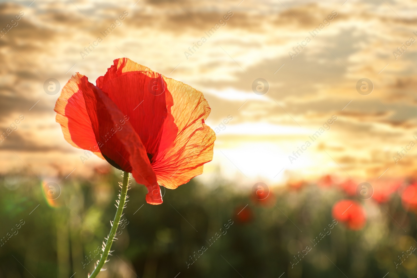 Photo of Beautiful blooming red poppy flower in field at sunset. Space for text