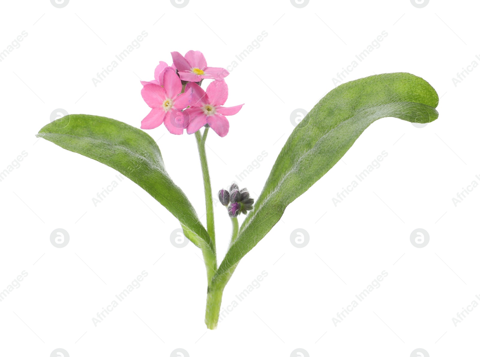 Photo of Beautiful pink Forget-me-not flowers isolated on white