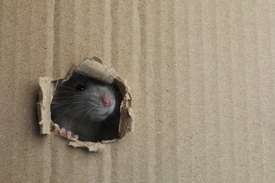 Cute rat looking through hole in cardboard sheet. Space for text