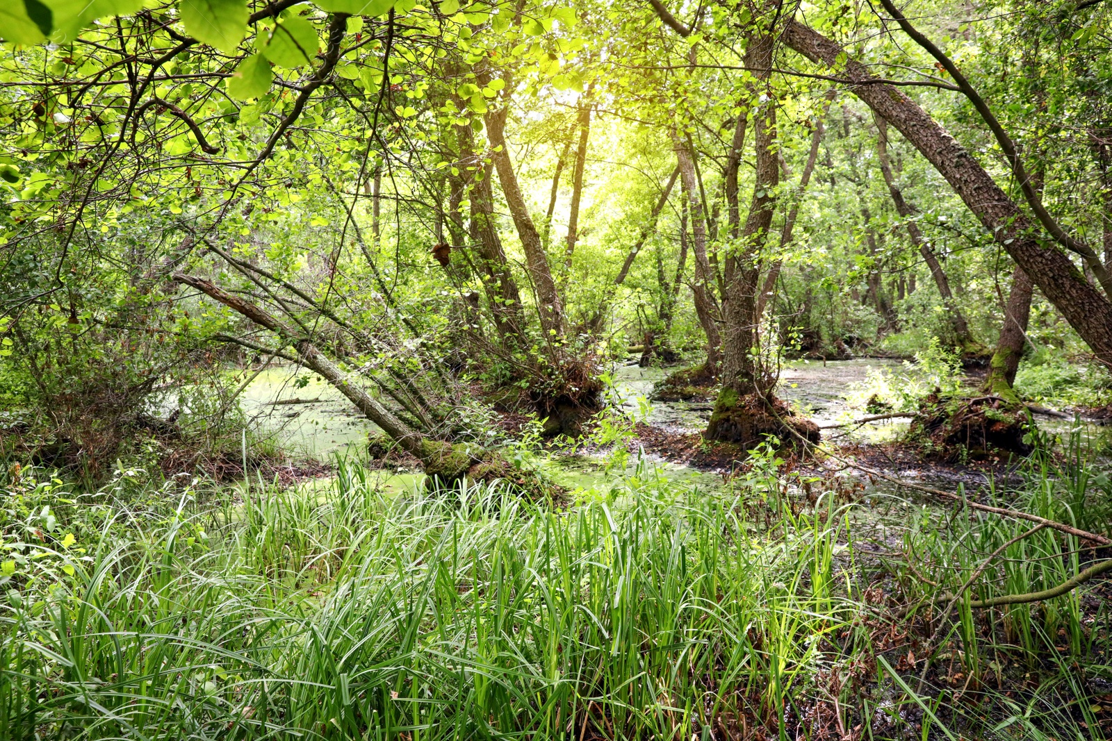 Photo of Picturesque view of green forest with swamp