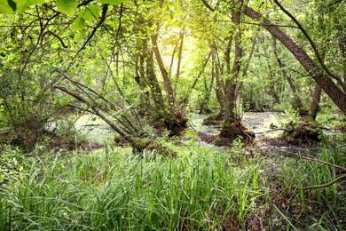 Picturesque view of green forest with swamp