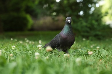 Photo of Beautiful dark dove on green grass outdoors, space for text