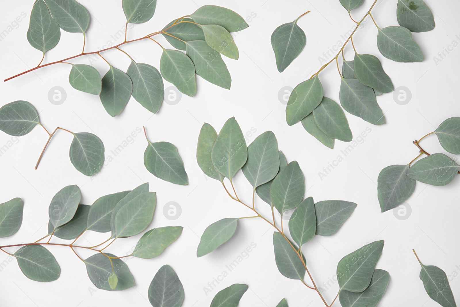 Photo of Fresh eucalyptus leaves on white background, top view