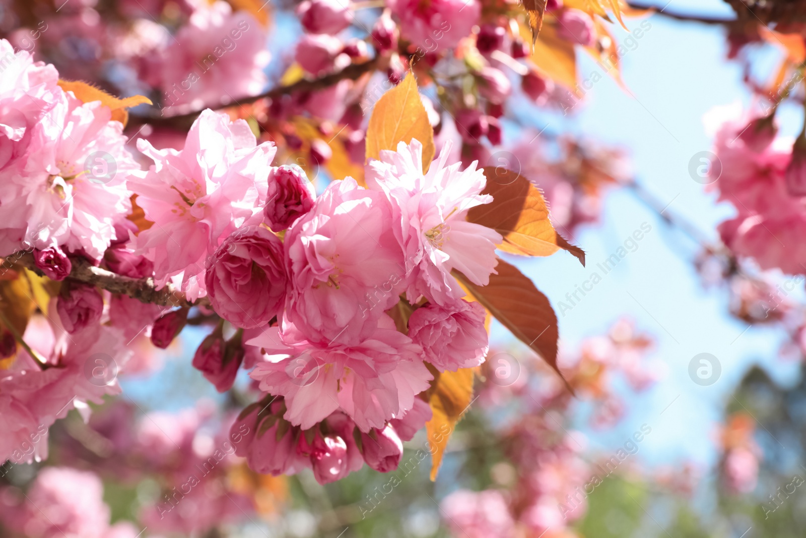 Photo of Sakura tree with beautiful blossoms on spring day outdoors