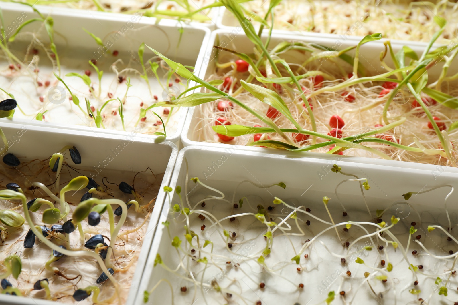 Photo of Containers with sprouted seeds, closeup. Laboratory research