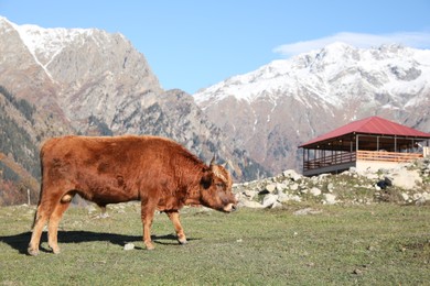 Photo of Beautiful view of cow grazing in mountains on sunny day