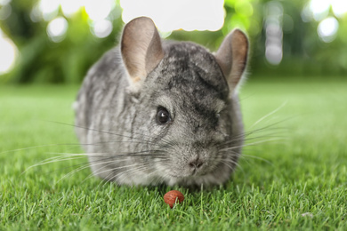 Photo of Cute funny grey chinchilla on green grass, closeup