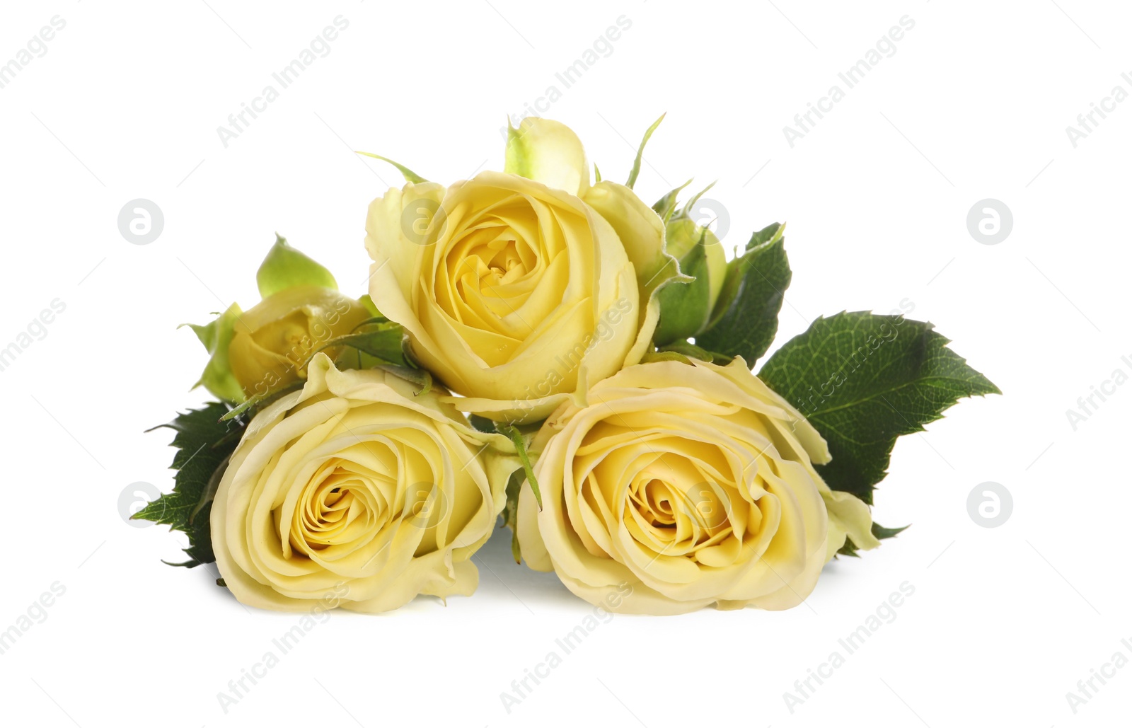 Photo of Beautiful fresh yellow roses with leaves isolated on white