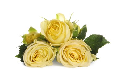 Beautiful fresh yellow roses with leaves isolated on white