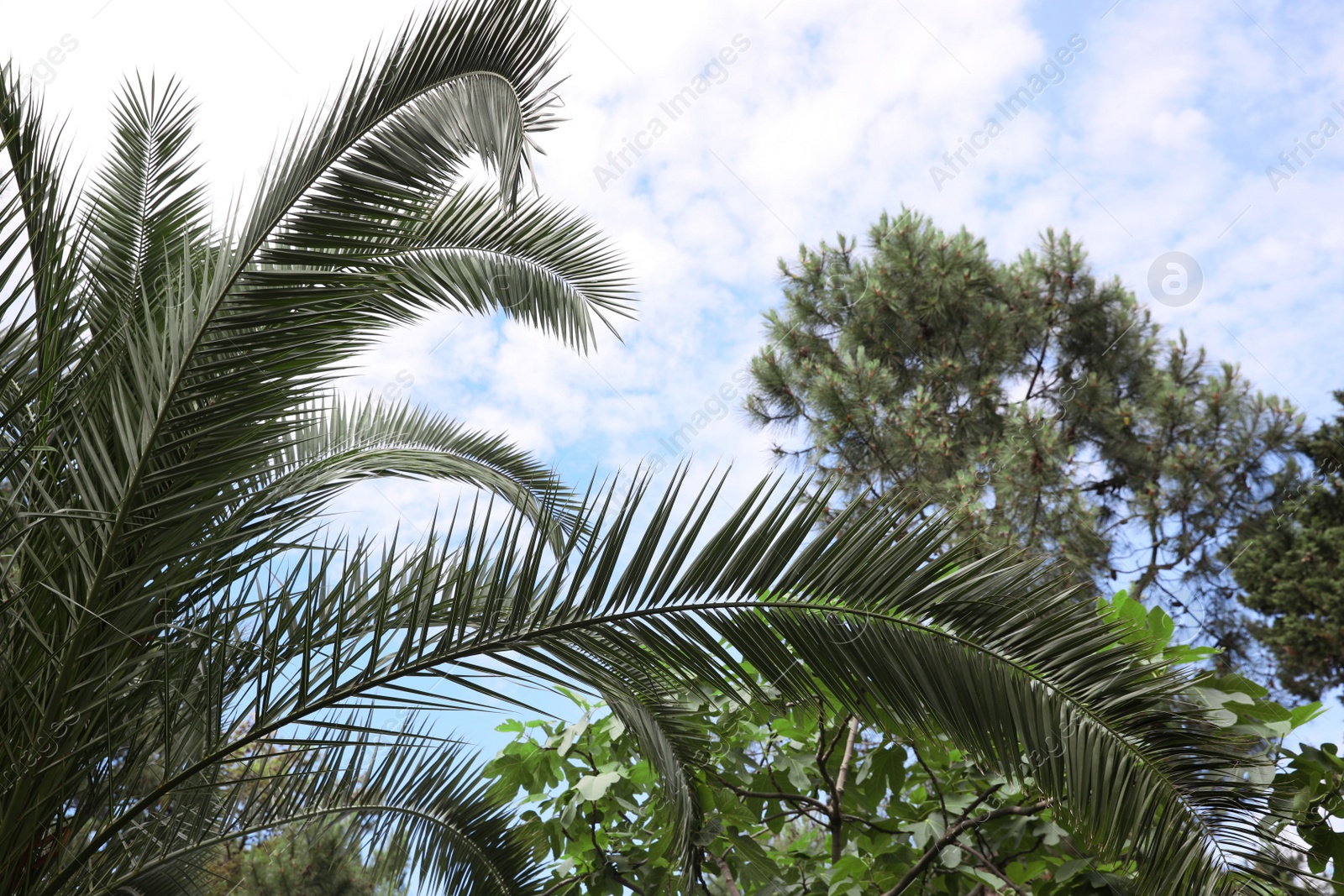 Photo of Beautiful palm and fig tree with lush green leaves outdoors. Tropical plants