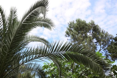 Beautiful palm and fig tree with lush green leaves outdoors. Tropical plants