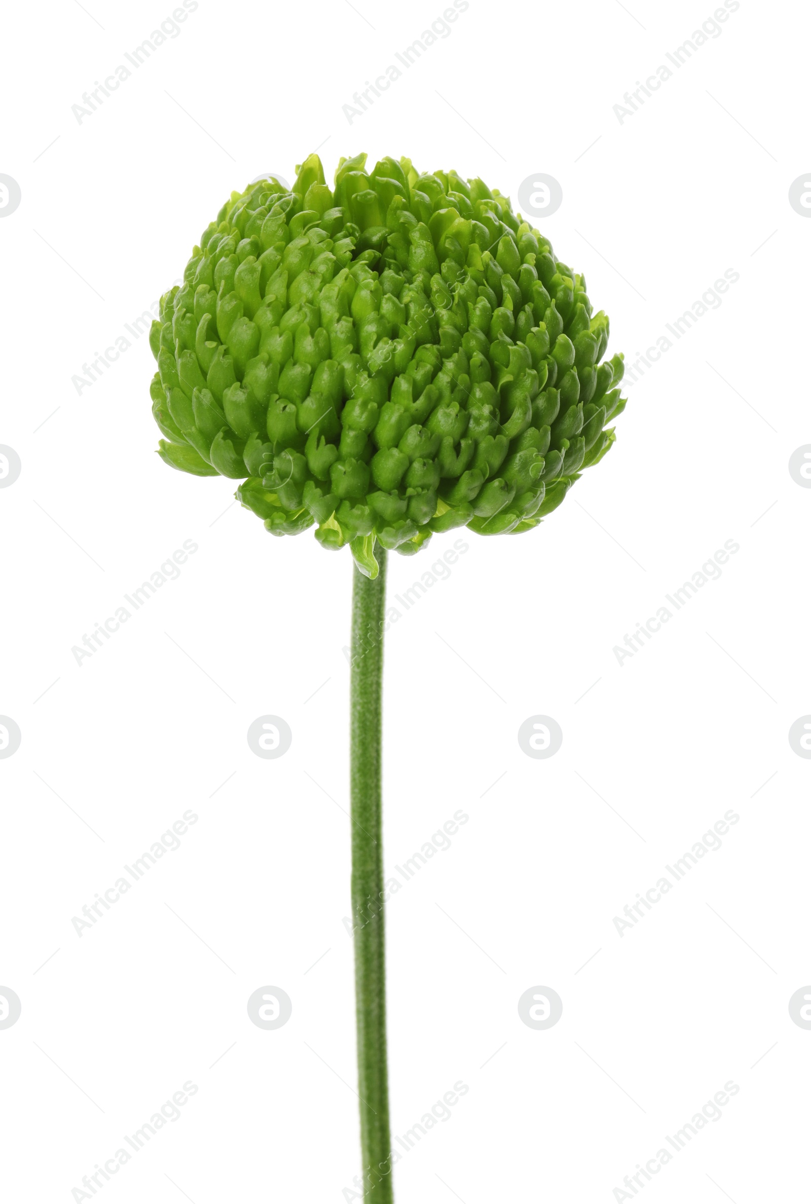 Photo of Beautiful green chrysanthemum flower isolated on white