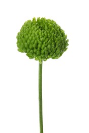 Photo of Beautiful green chrysanthemum flower isolated on white