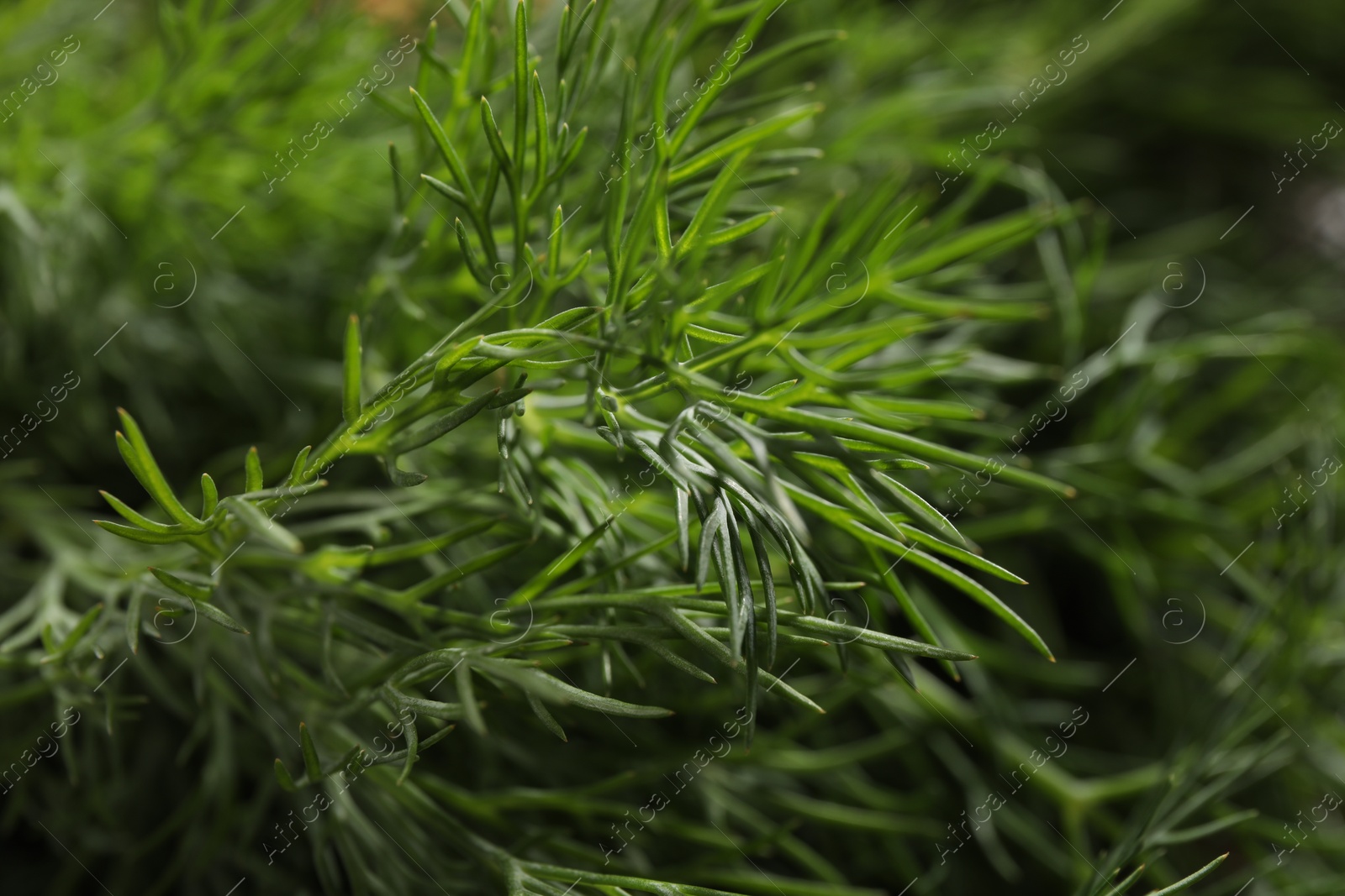 Photo of Fresh green dill as background, closeup view