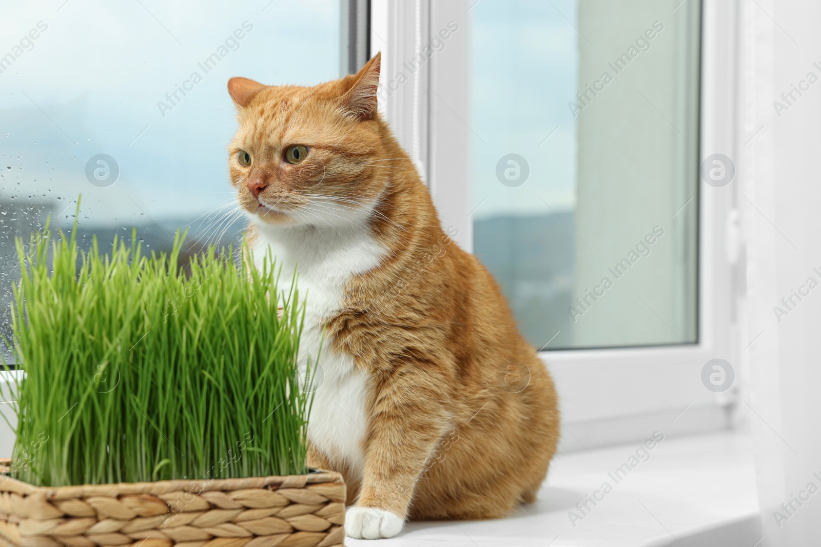 Photo of Cute ginger cat near green grass on windowsill indoors