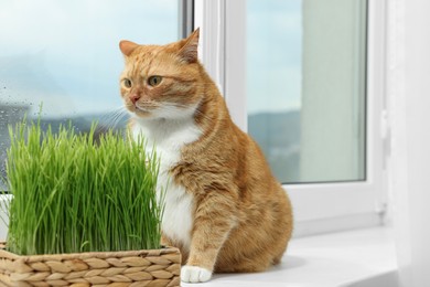 Photo of Cute ginger cat near green grass on windowsill indoors