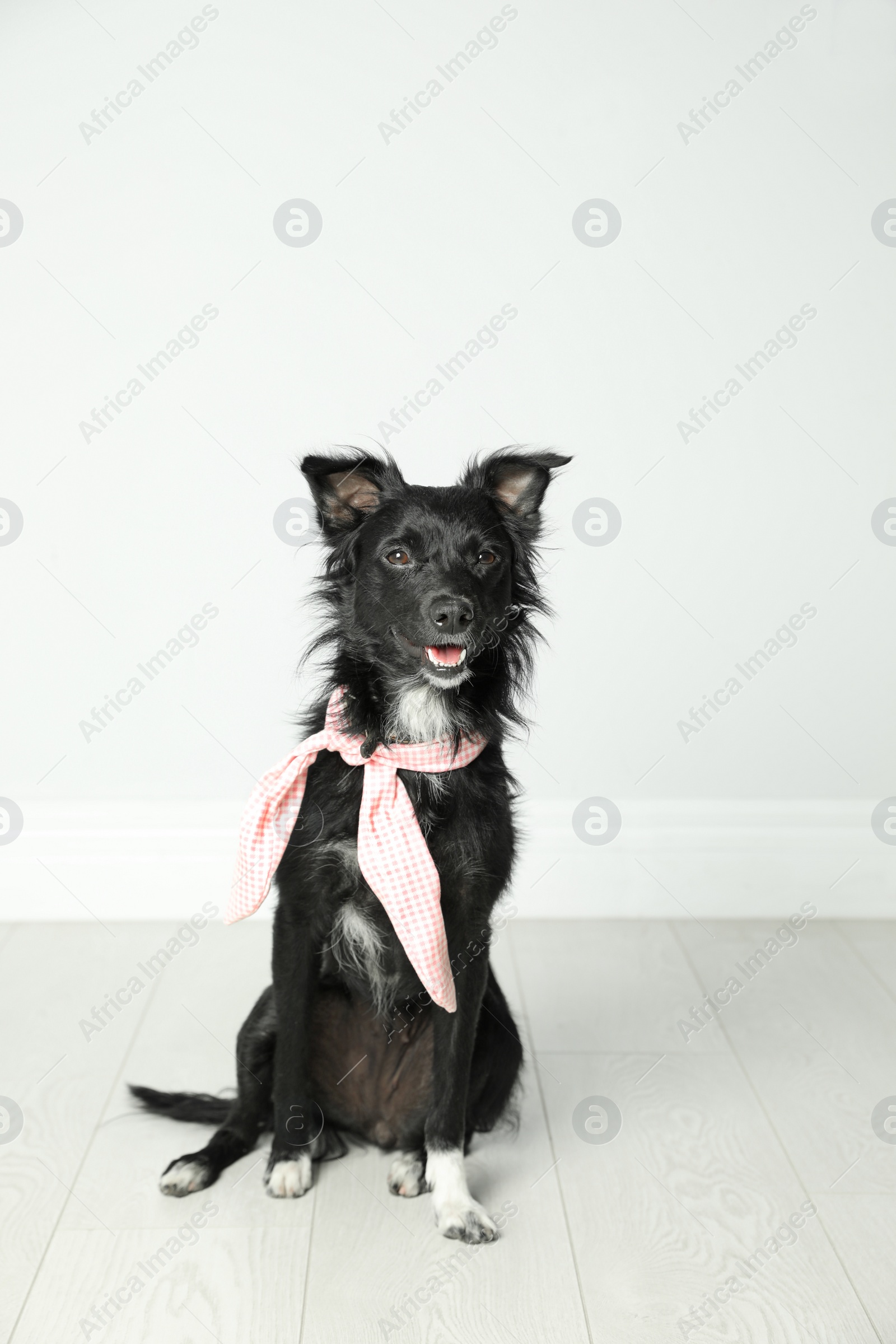 Photo of Cute black dog with neckerchief sitting near light wall in room