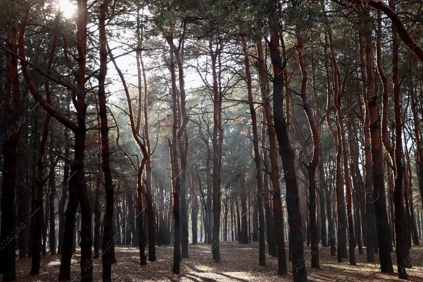 Photo of Picturesque view of beautiful forest on sunny day