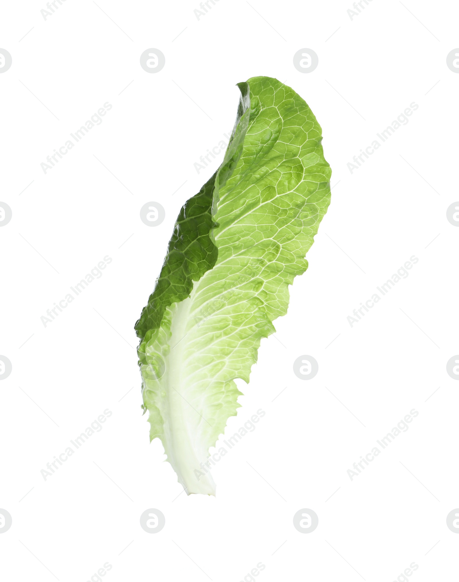 Photo of Fresh leaf of green romaine lettuce isolated on white