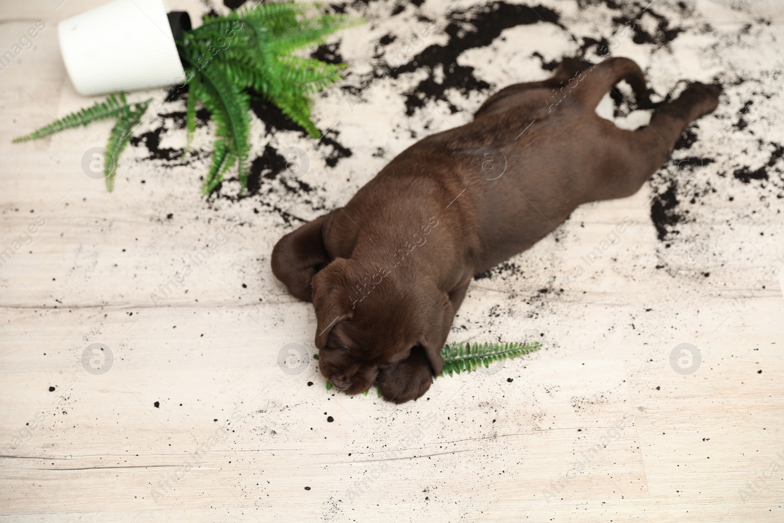 Photo of Chocolate Labrador Retriever puppy with overturned houseplant at home