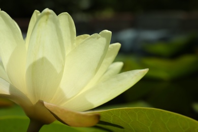 Beautiful white lotus flower on blurred background, closeup