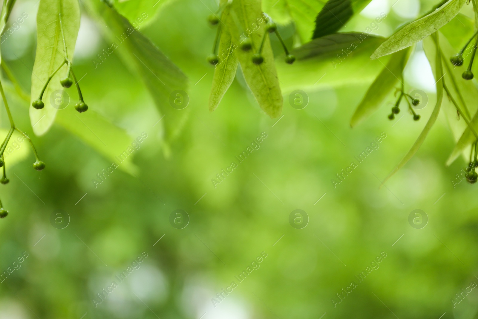 Photo of Young linden tree with fresh leaves and green buds outdoors on spring day, closeup
