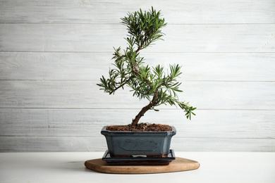 Photo of Japanese bonsai plant on white wooden table. Creating zen atmosphere at home