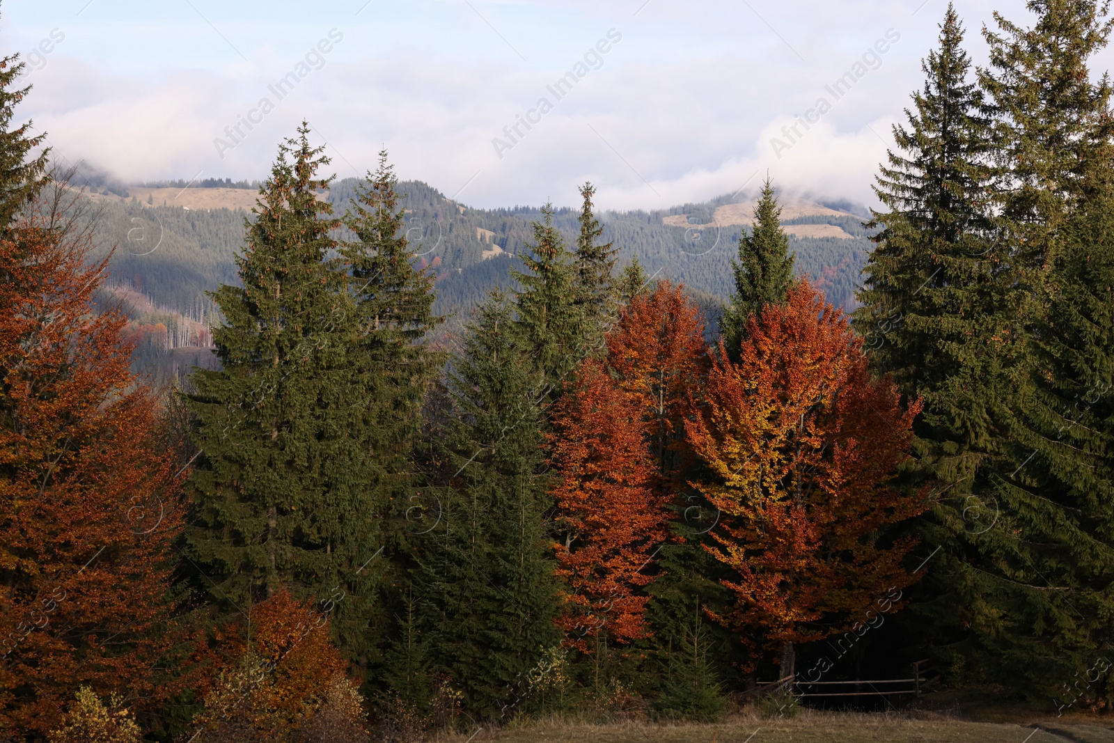 Photo of Picturesque view of beautiful mountain forest in autumn