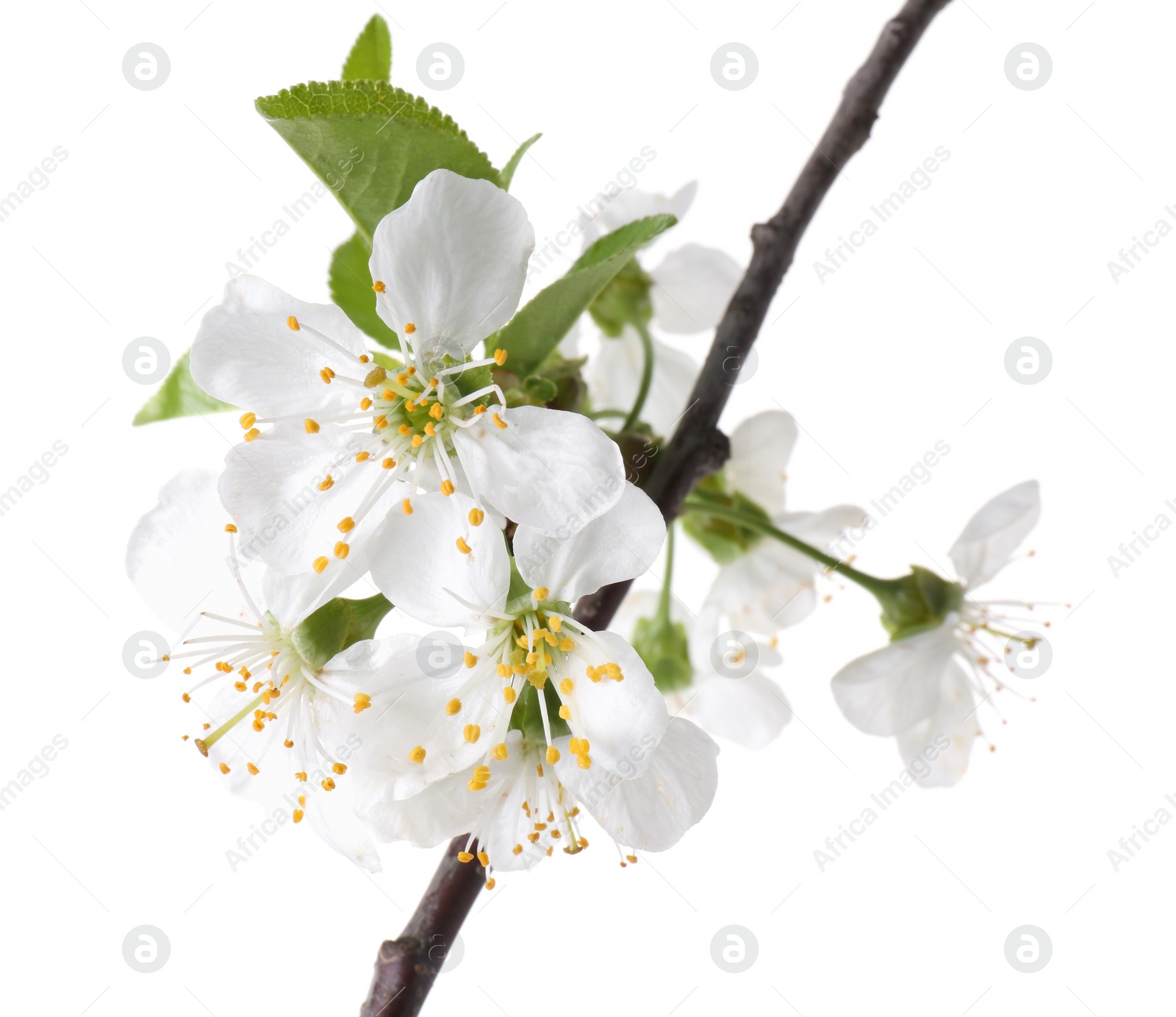 Photo of Spring branch with beautiful blossoms and leaves isolated on white