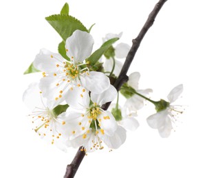 Spring branch with beautiful blossoms and leaves isolated on white