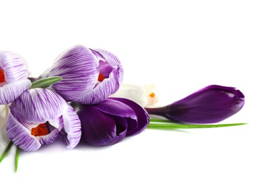 Photo of Beautiful spring crocus flowers on white background