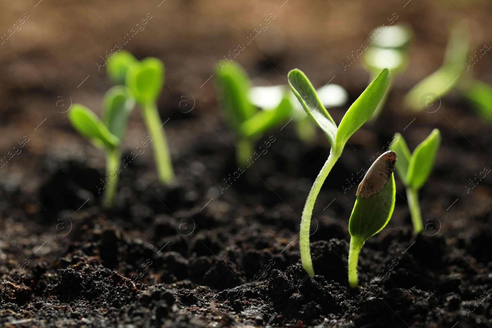 Photo of Young vegetable seedlings growing in soil outdoors, space for text