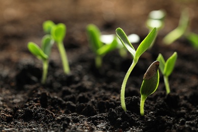 Young vegetable seedlings growing in soil outdoors, space for text