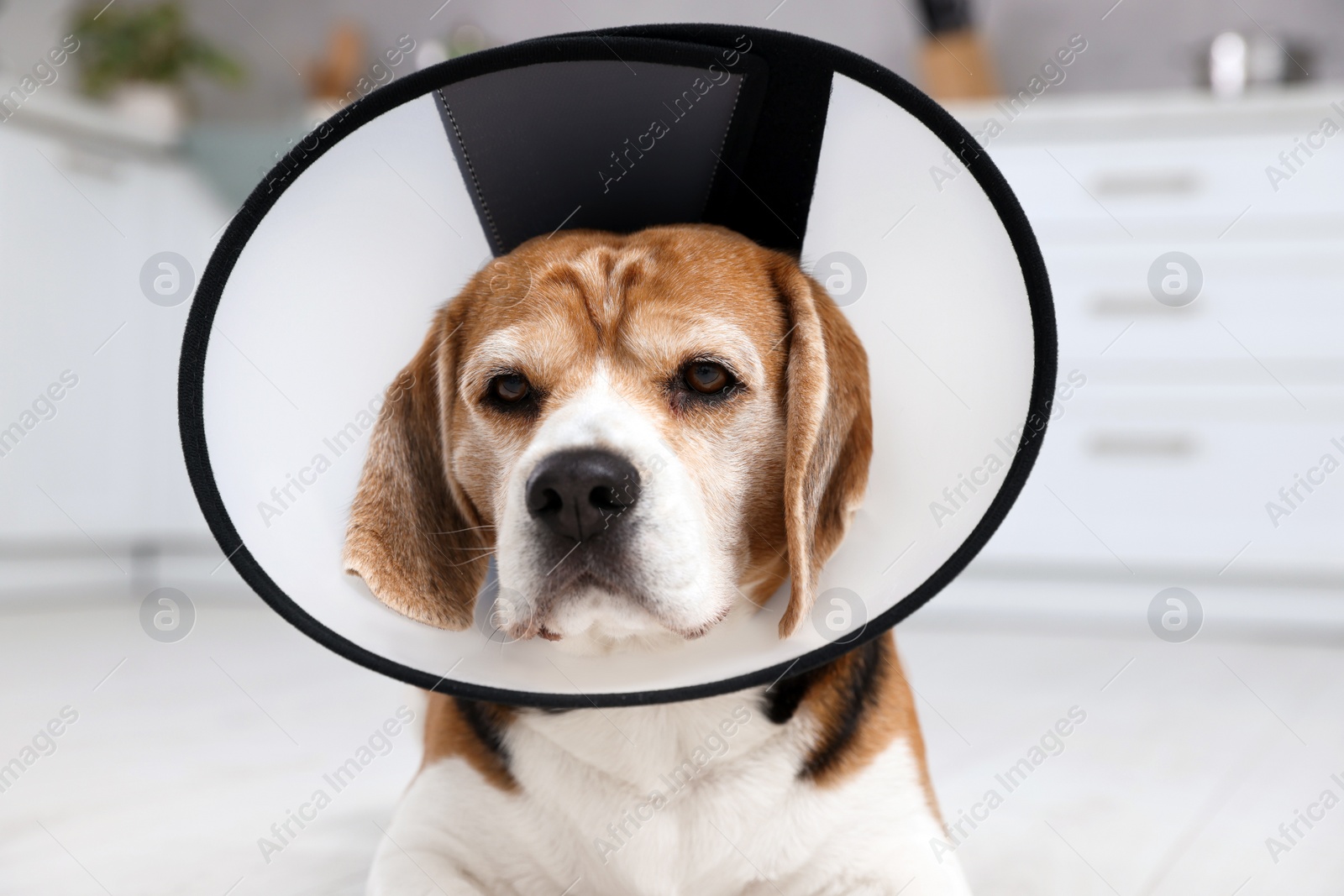 Photo of Adorable Beagle dog wearing medical plastic collar indoors, closeup