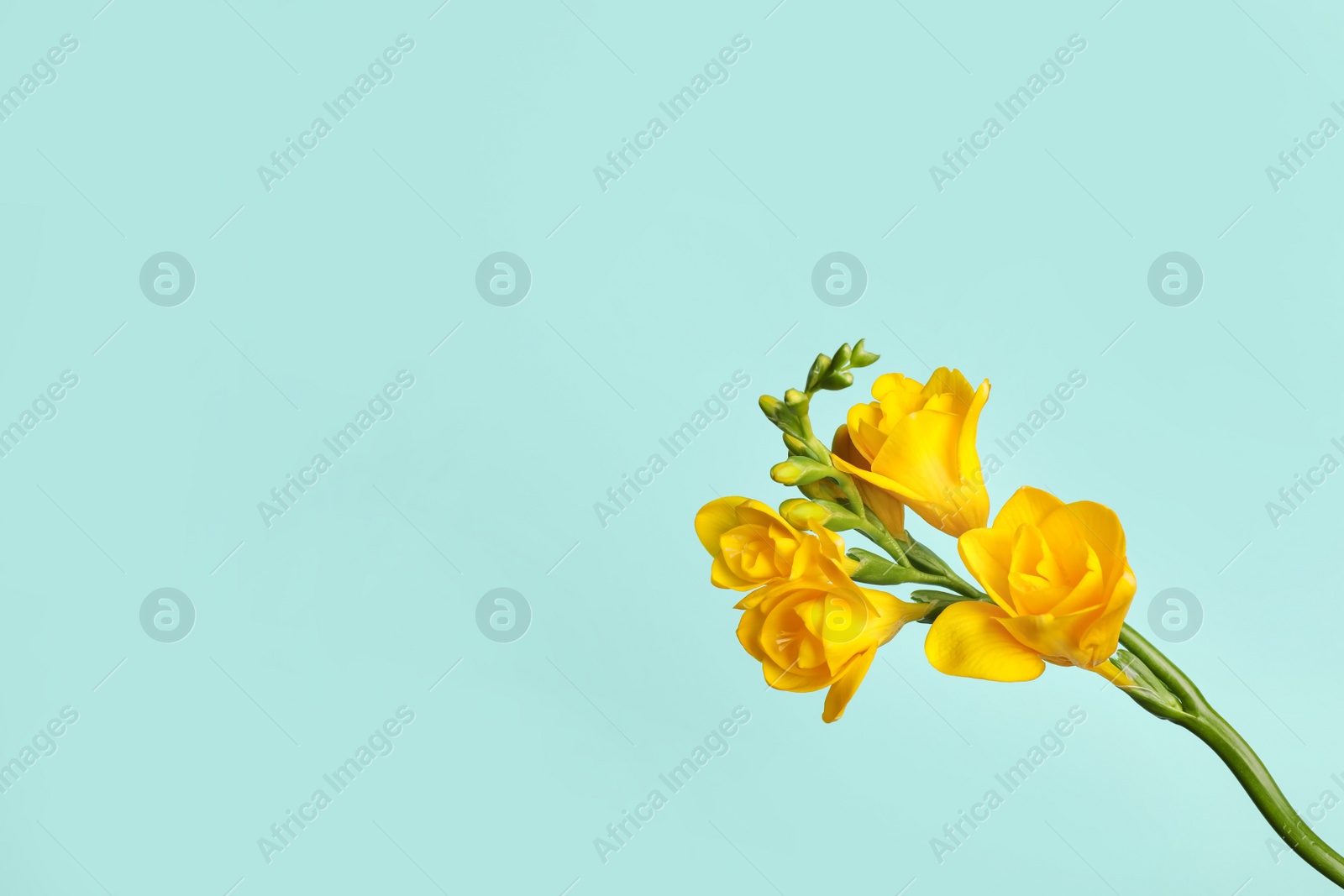 Photo of Beautiful blooming yellow freesia on light blue background. Space for text