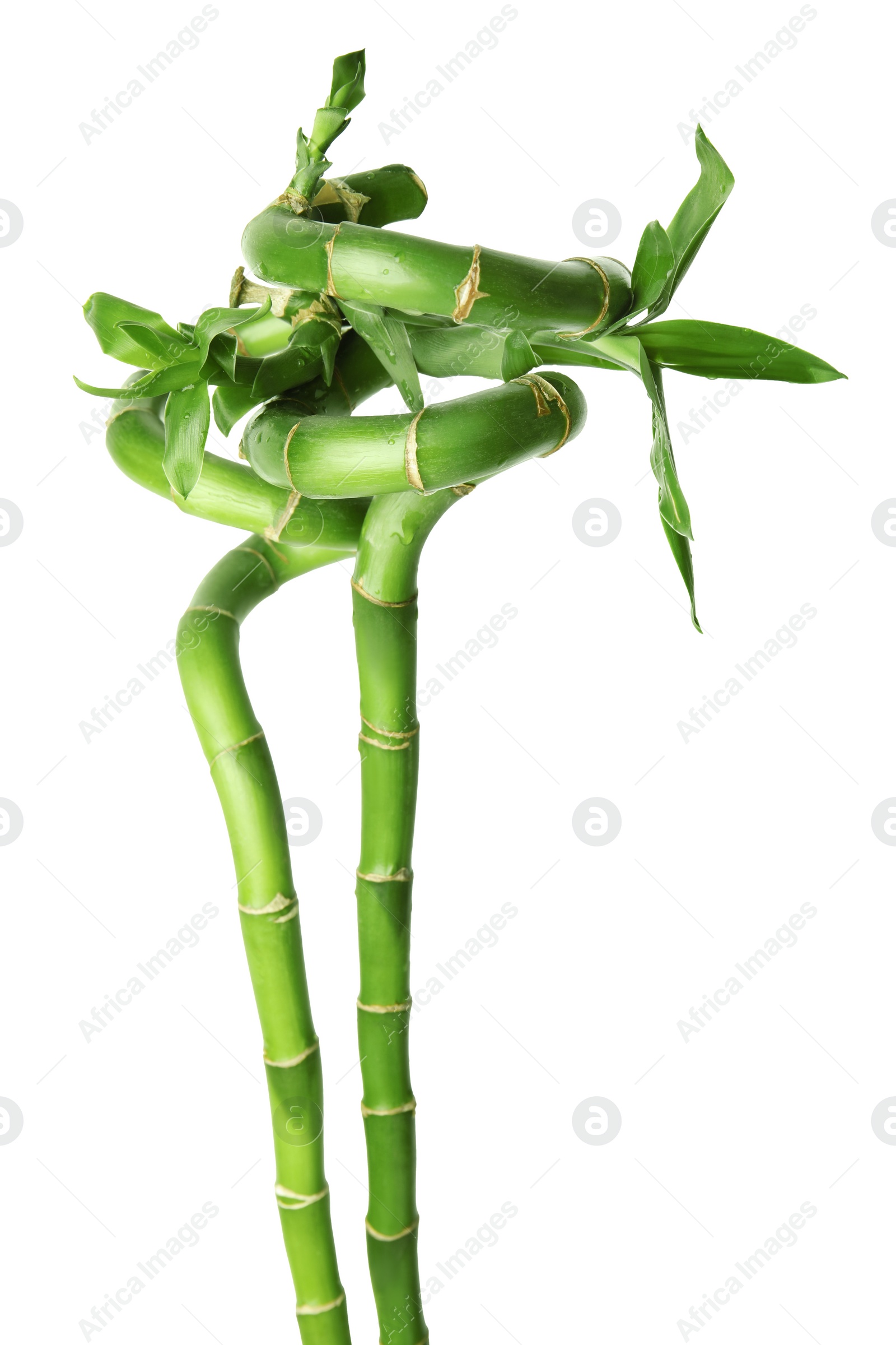 Photo of Beautiful green bamboo stems with leaves isolated on white