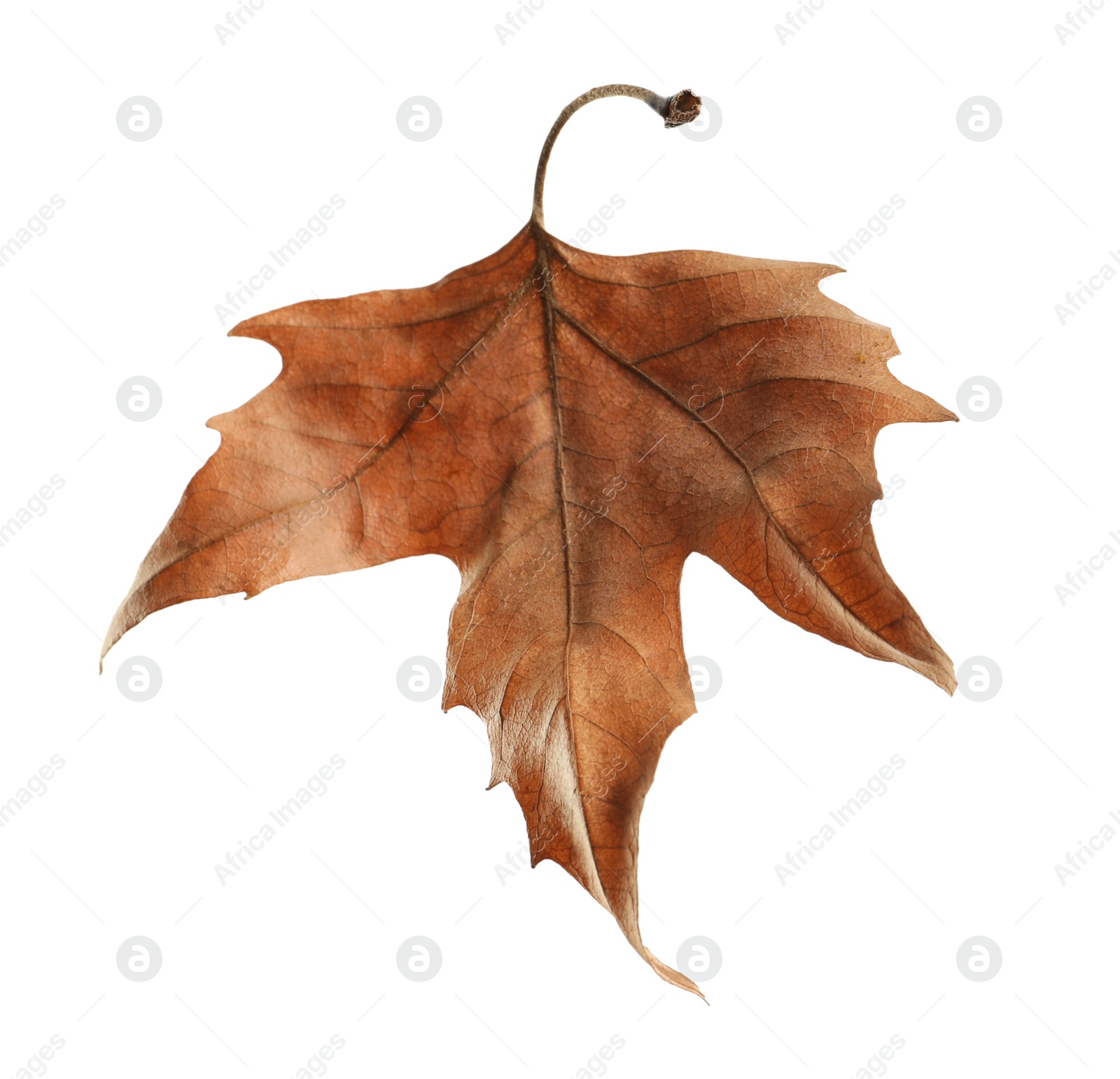 Photo of Beautiful autumn leaf on white background. Fall foliage