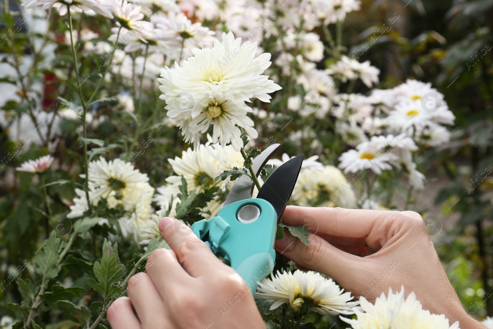 Photo of Woman pruning beautiful chrysanthemum flowers by secateurs in garden, closeup