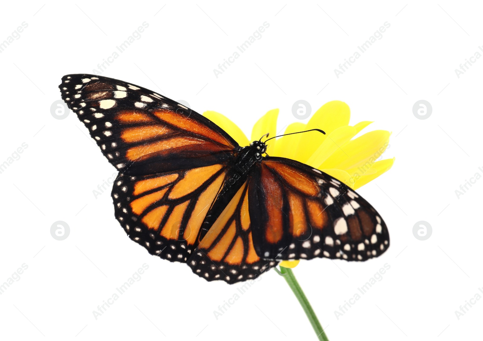 Photo of Flower with beautiful monarch butterfly isolated on white