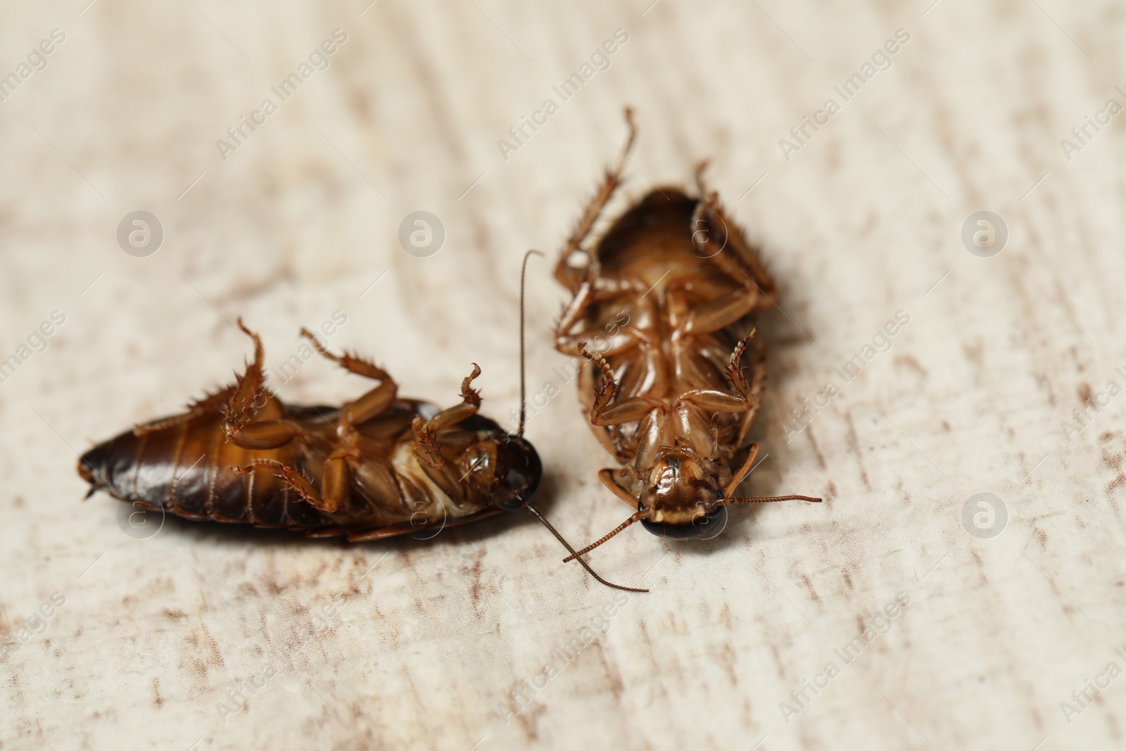 Photo of Dead brown cockroaches on white wooden background, closeup. Pest control