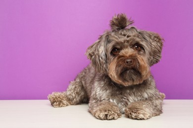 Photo of Cute Maltipoo dog on white table against violet background, space for text. Lovely pet