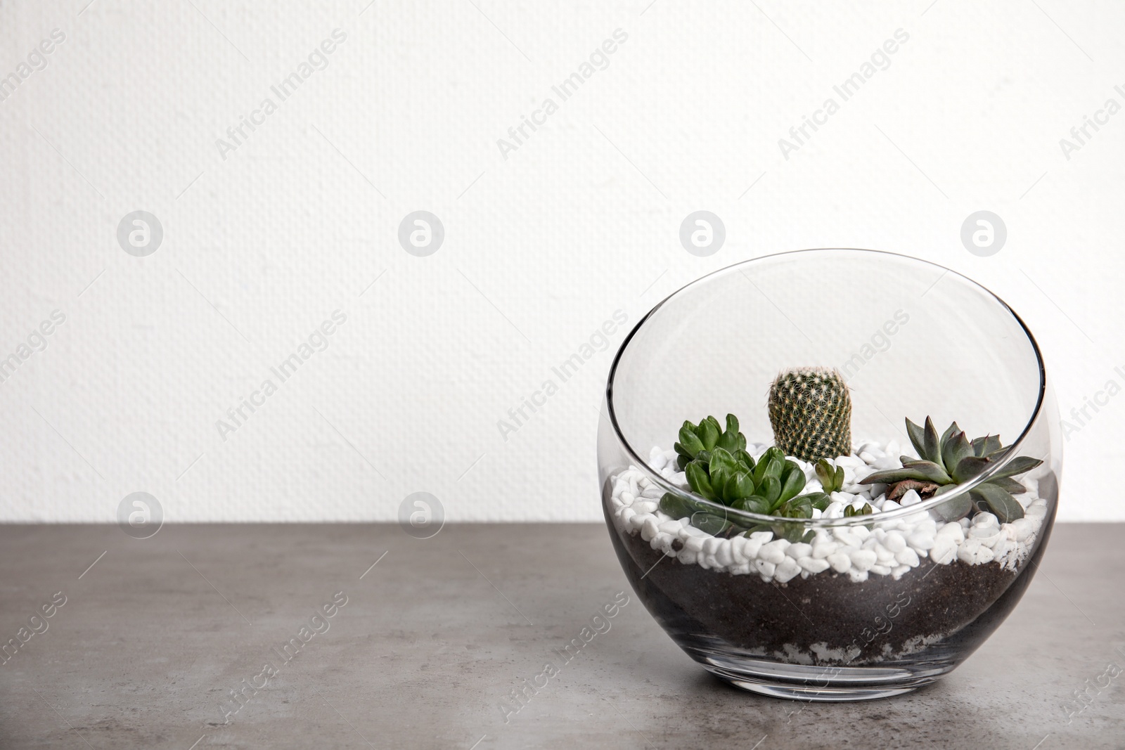 Photo of Glass florarium with different succulents on table against white background, space for text