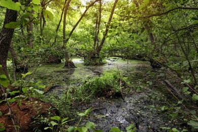 Picturesque view of green forest with swamp