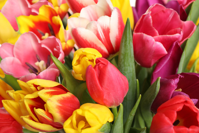 Photo of Beautiful bright spring tulips on white background