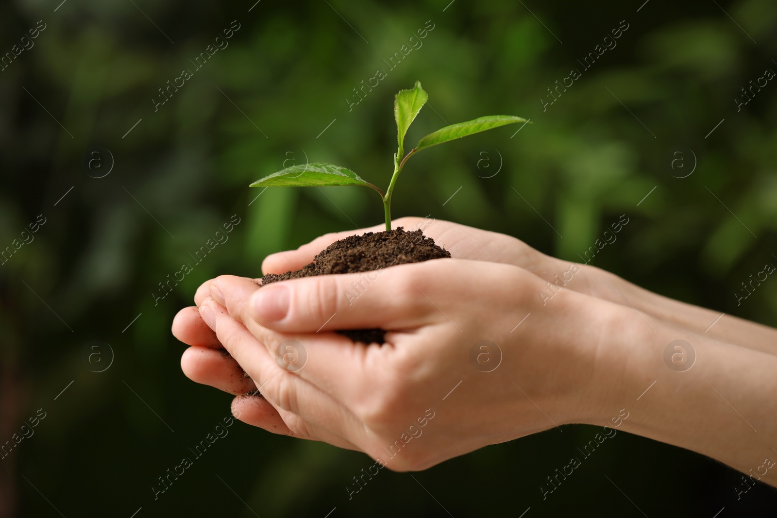 Photo of Woman holding pile of soil and seedling on blurred background, closeup