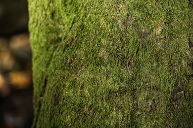 Photo of Green moss on tree trunk surface, closeup