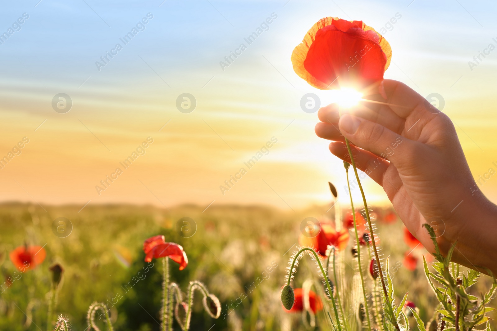 Photo of Woman with red poppy flower in field at sunset, closeup. Space for text