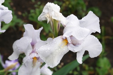 Photo of Beautiful white iris flowers with dew drops outdoors, closeup