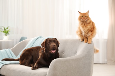 Photo of Cat and dog together on sofa indoors. Fluffy friends