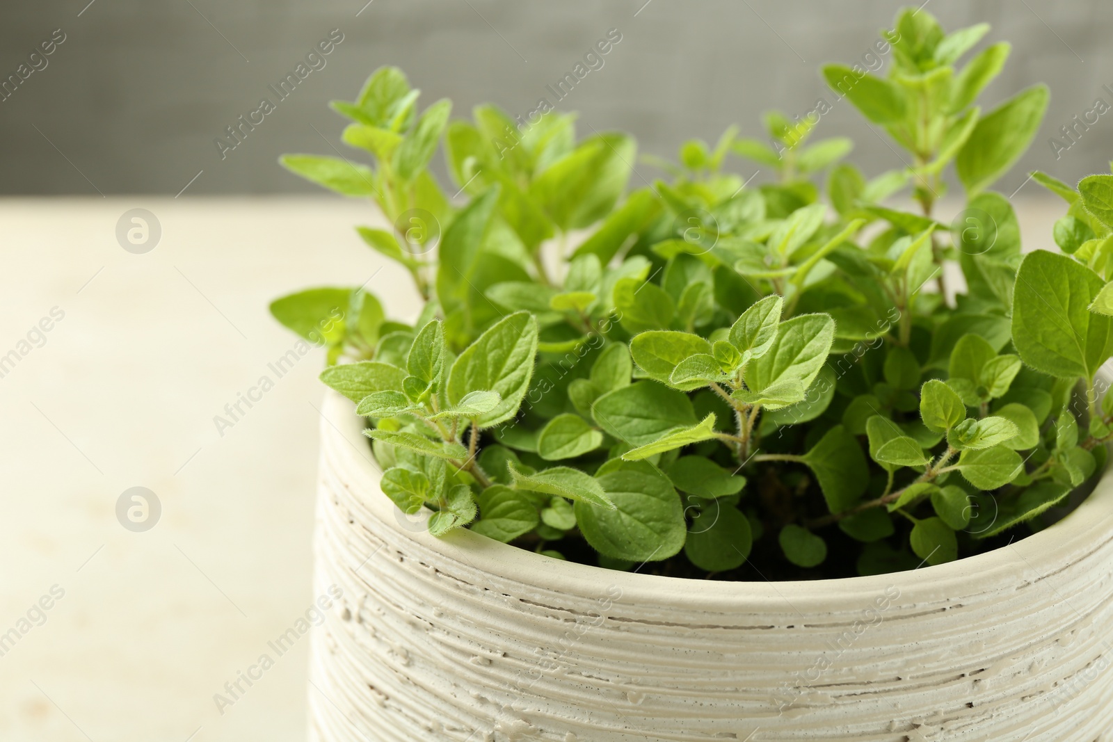 Photo of Aromatic potted oregano on light marble table, closeup